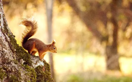 Beautiful and Interesting Images of Real Squirrels in Nature