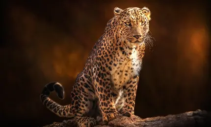 High-Quality Images of Beautiful Leopards in the Wild