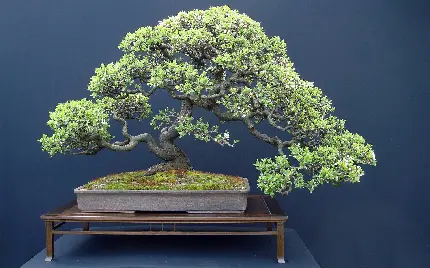 Beautiful Bonsai Tree and Flower Images in High Quality