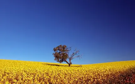 Download 30 High-Quality Backgrounds for Windows and Linux