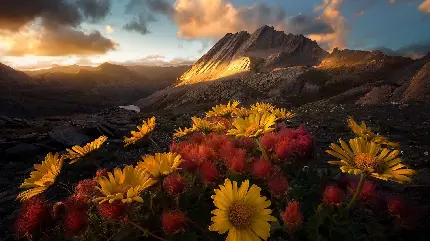Download 45 Best High-Quality Computer Wallpapers