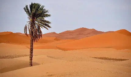 Beautiful Palm Trees in Desert and Sand HD Wallpaper Images