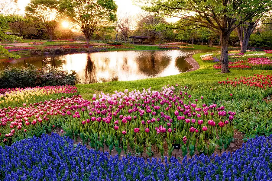 Free download photo of tulip and rose flowerbed by a small lake