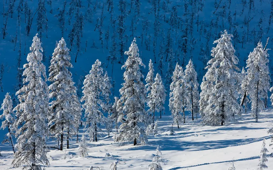 Beautiful Winter Photo Idea for PowerPoint Cover and Project