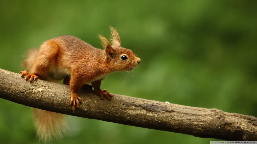 Beautiful stock photo of red squirrel in blurred background