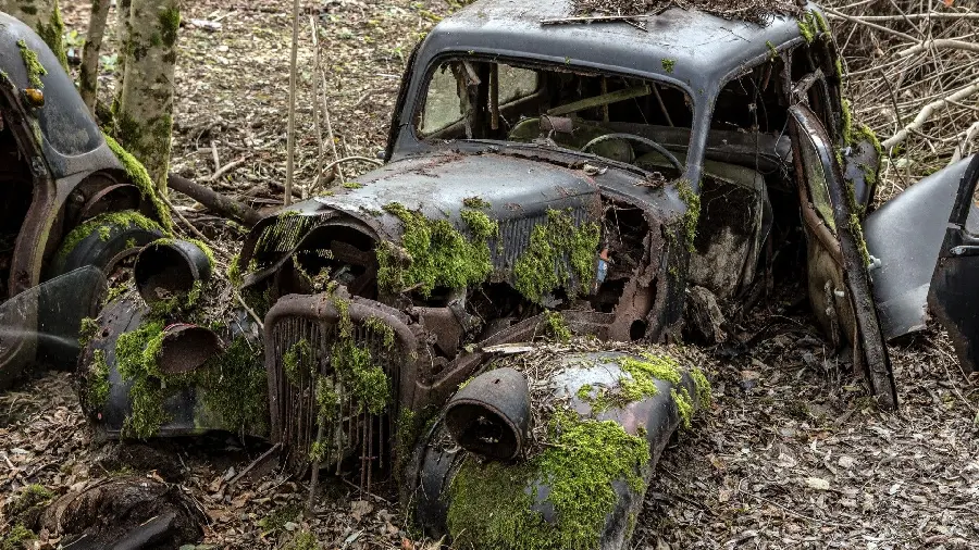 Cool picture of cars trapped in nature 