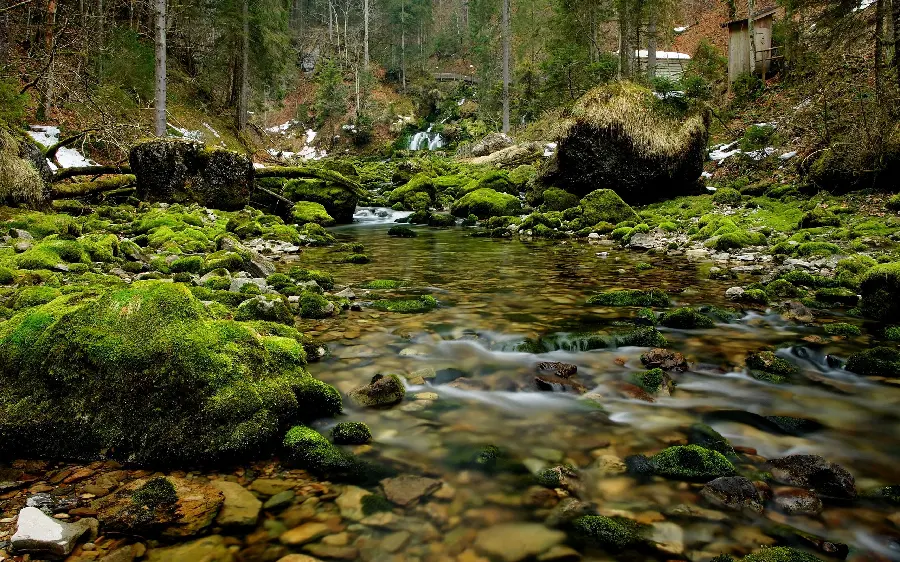 Background photo of pure and magical, lush and pleasant nature