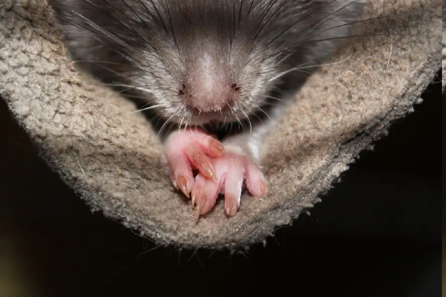 High Quality Desktop Stock of Beautiful Mouse