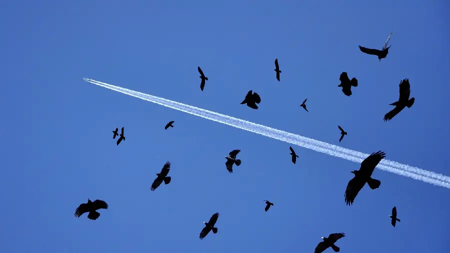 Black Birds Wallpaper on Blue Sky Background