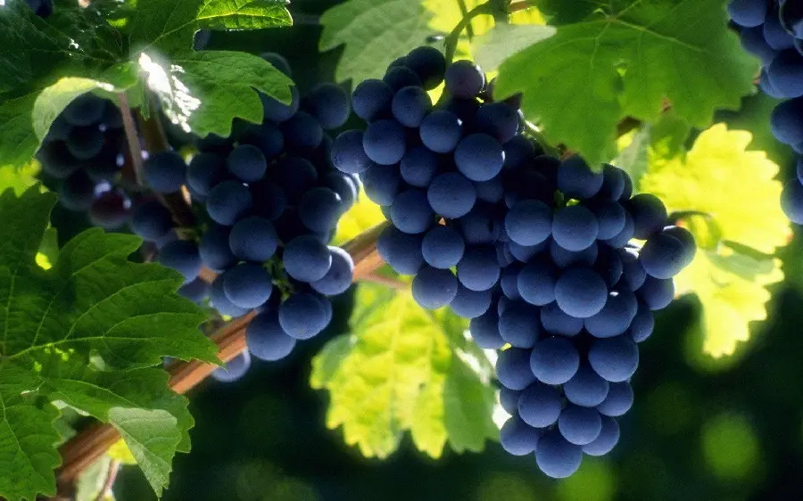 Black grape tree background for advertising banner printing