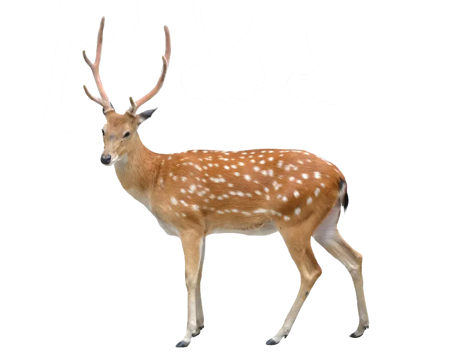Real and wild deer photo teleported and without background in PNG format and free 