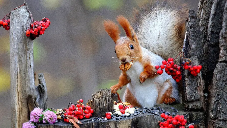Cute and googly red squirrel wallpaper in high resolution