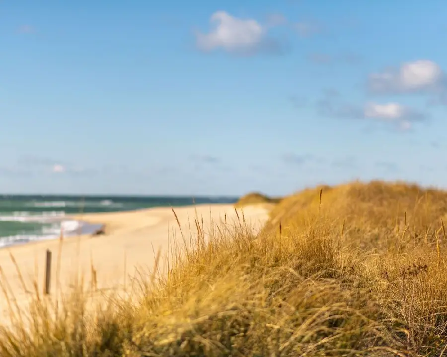 Attractive and stylish stock of beach grass for printing