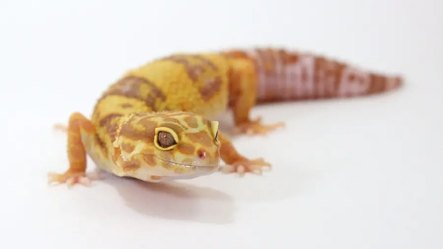 Unique leopard gecko wallpaper for Photoshop