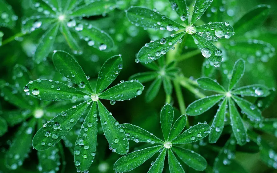 A spectacular background image of dew drops on leaves suitable for desktop