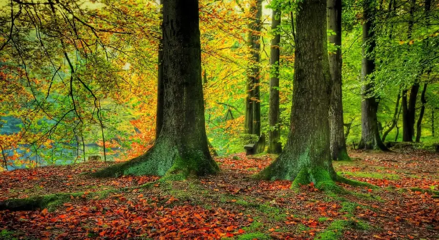 Spectacular wallpaper of thick forest tree trunks in the fall