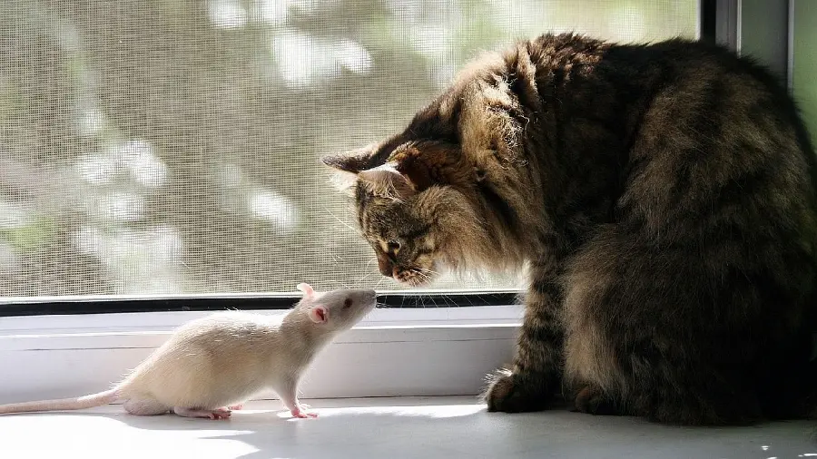 Cute and funny image of a real mouse and cat, cute and sweet, high quality 