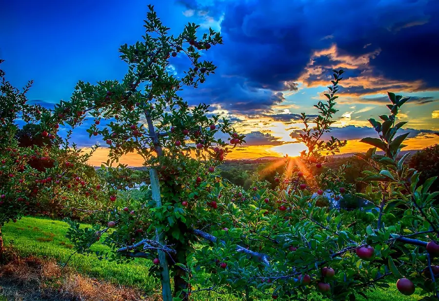 Background photo of delicious apple fruit tree in the sunset sky