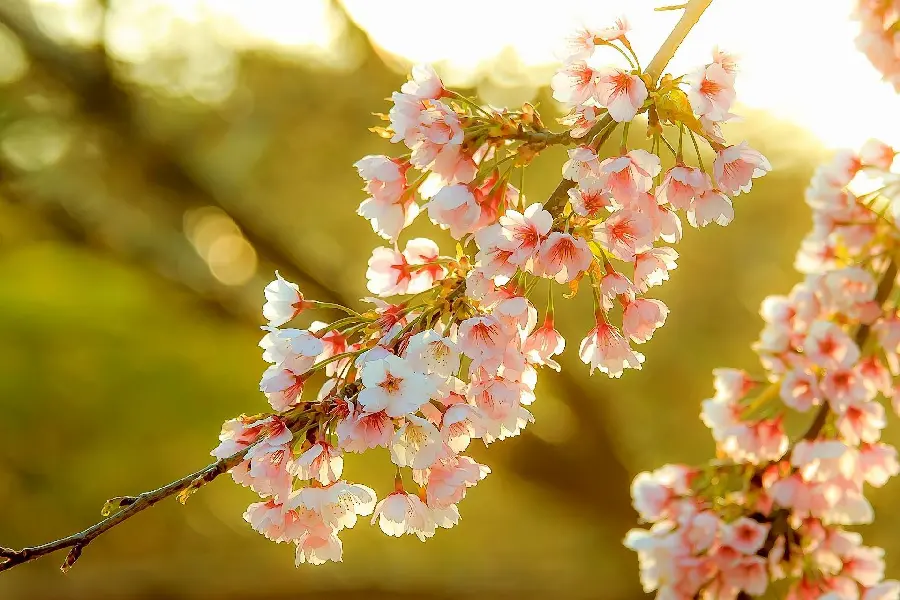 Fruit tree profile photo of fantasy pink blossoms