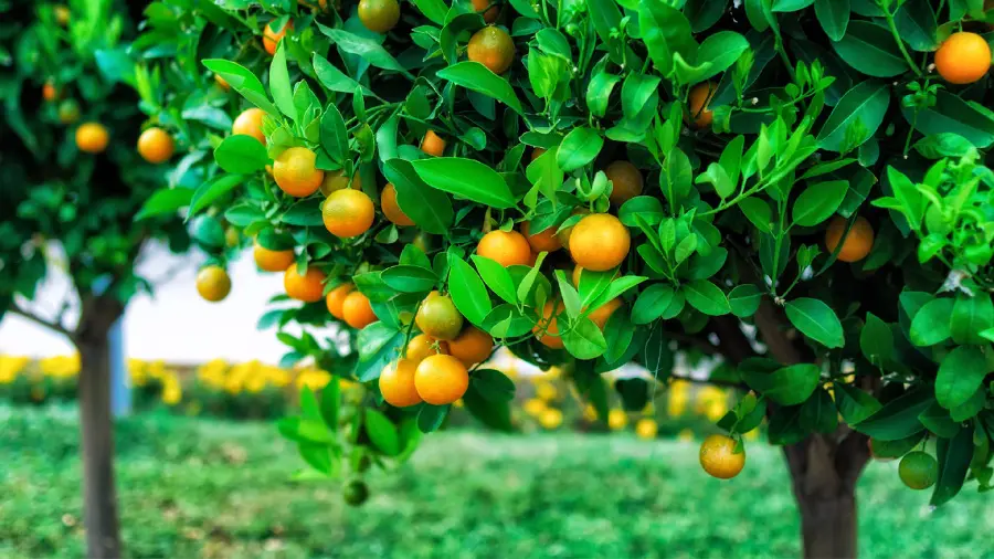 Background Photo of Orange Tree and Its Fruit for Printing in a Fruit Shop