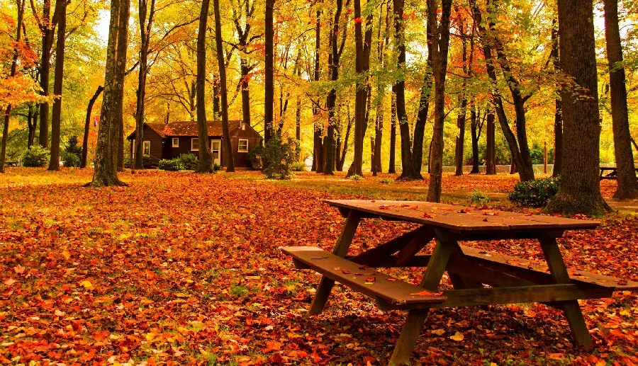Autumn nature masterpiece image for wallpaper and Telegram profile 