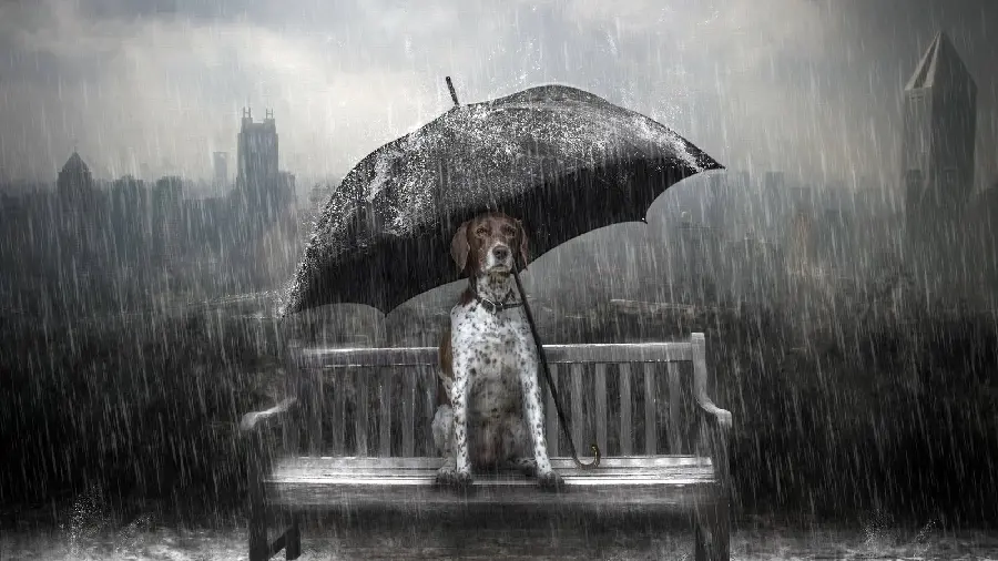 Black and white photo of a dog with an umbrella suitable for profiles and backgrounds 