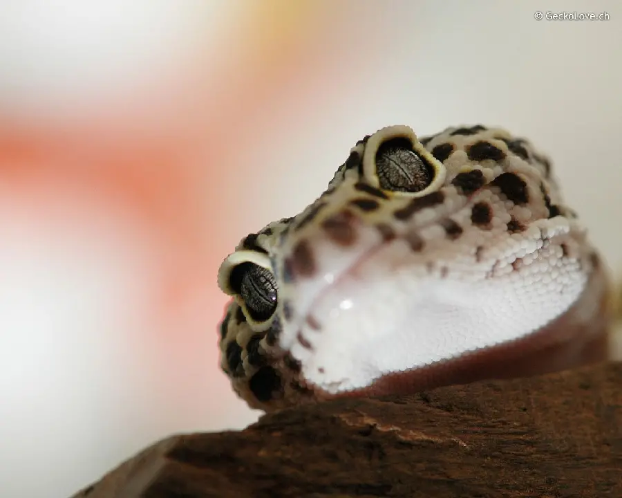 Cute and funny wallpaper taken from leopard gecko or gecko