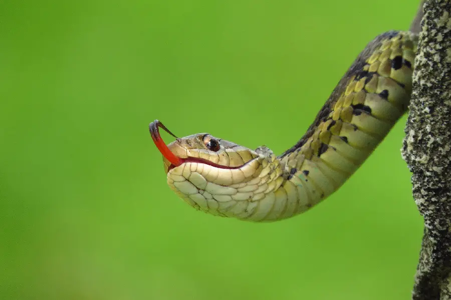 Download computer background photographed of a snake on a tree 