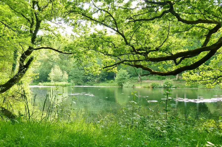 Download a photo of a lush and spring natural landscape suitable for profiles and backgrounds