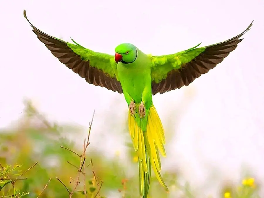 A very beautiful photo From the flight of a male melangu parrot with cute green feathers 