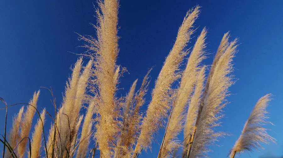 High pampas wallpaper in nature with excellent resolution 