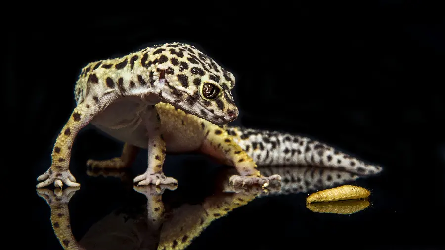 Cool and cool leopard gecko wallpaper for smart TV backgrounds