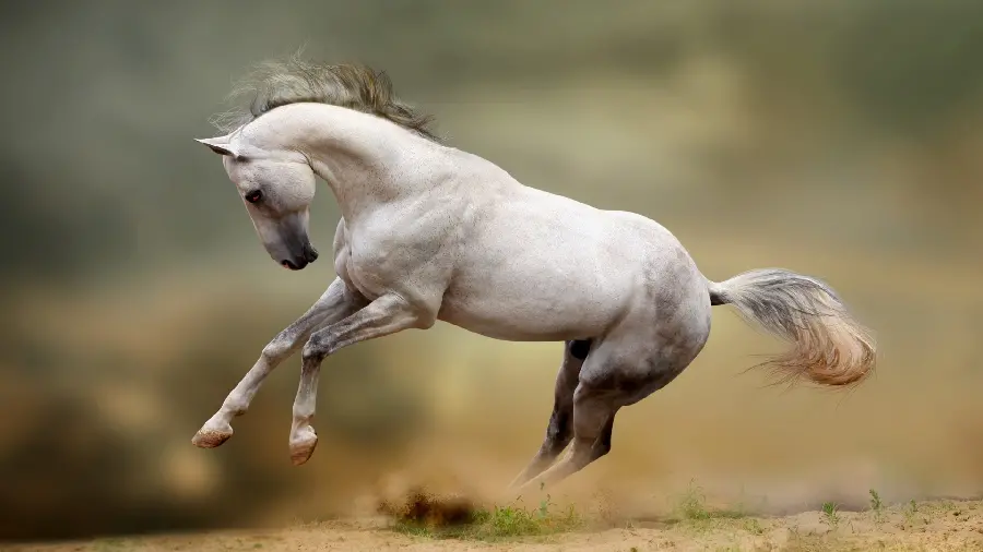 Download high quality photo of a white horse jumping 