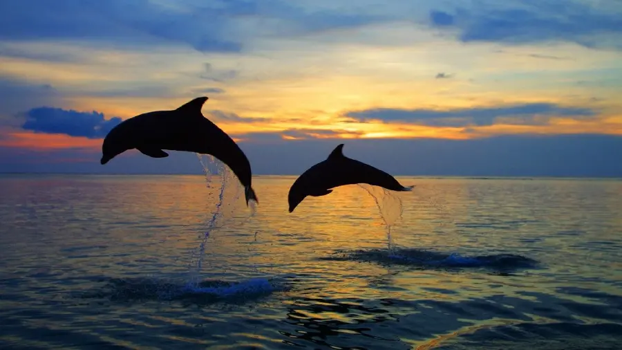 Dolphins jumping wallpaper in the dreamy sunset