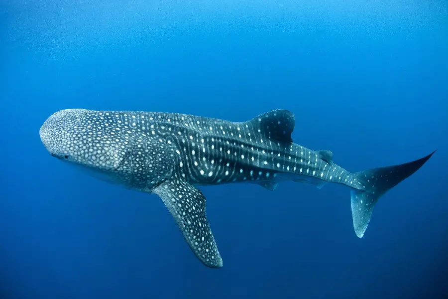 Special and unique whale shark wallpaper for laptops and computers