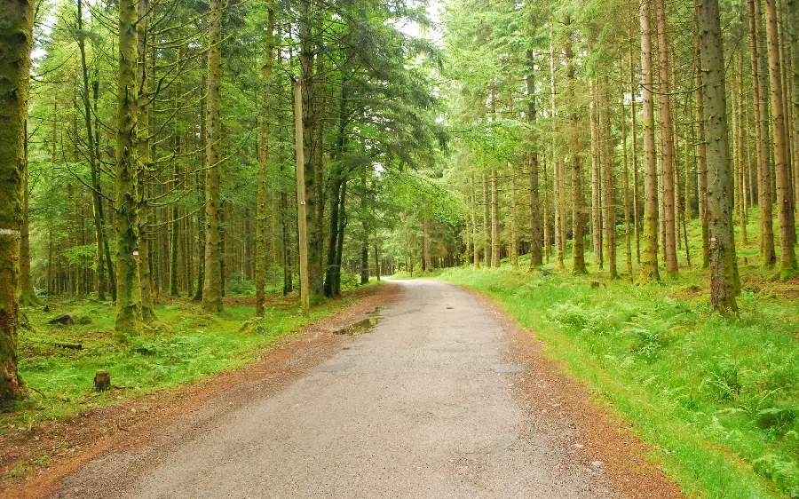 A very beautiful and pleasant forest road 