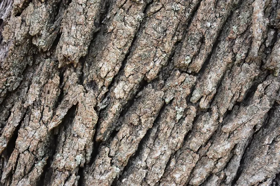 HD Stock PhotoTree bark with different and extremely attractive designs 