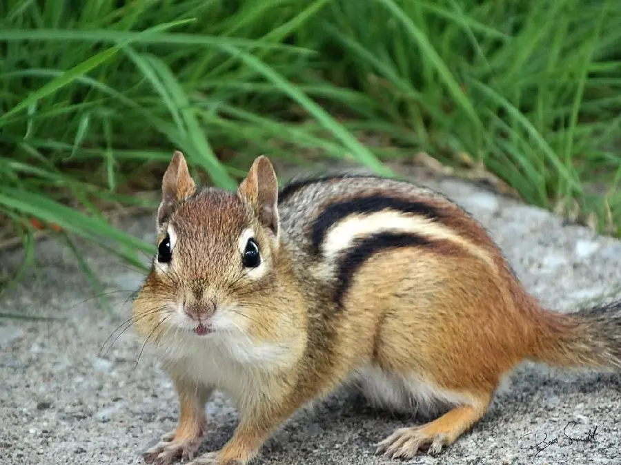 Free download of a squirrel with a ground squirrel for your computer