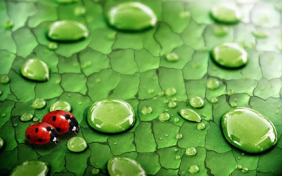 Cute and funny and attractive photo of twin ladybugs on a tree leaf 