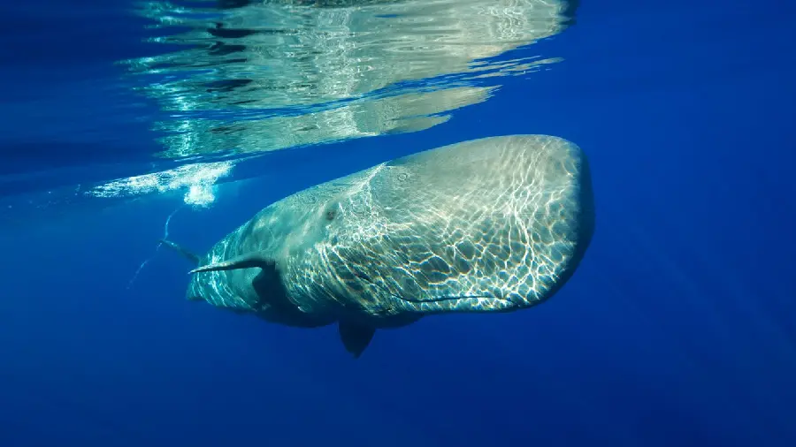 Photo of a sperm whale or sperm whale, the largest whale and living creature in the world