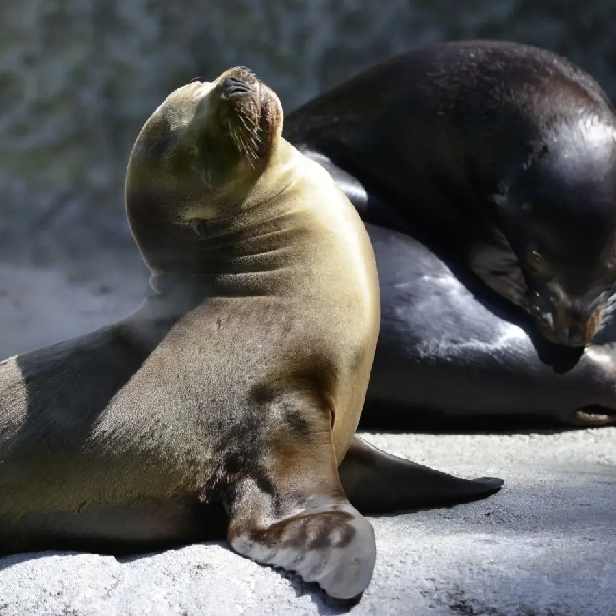 Get a free seal wallpaper 