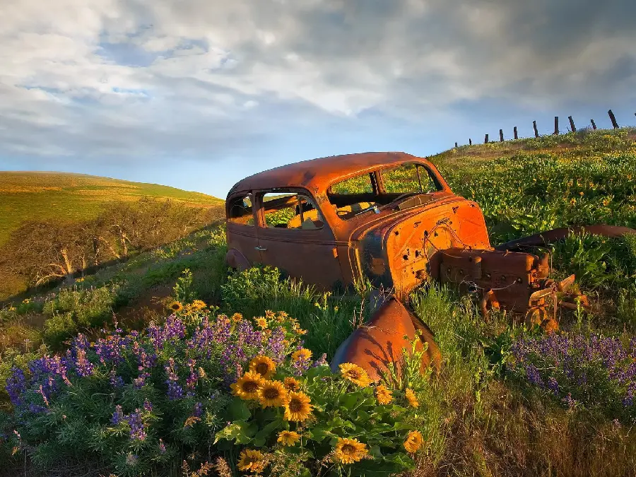 Profile photo of an old car abandoned in the middle of a flower field