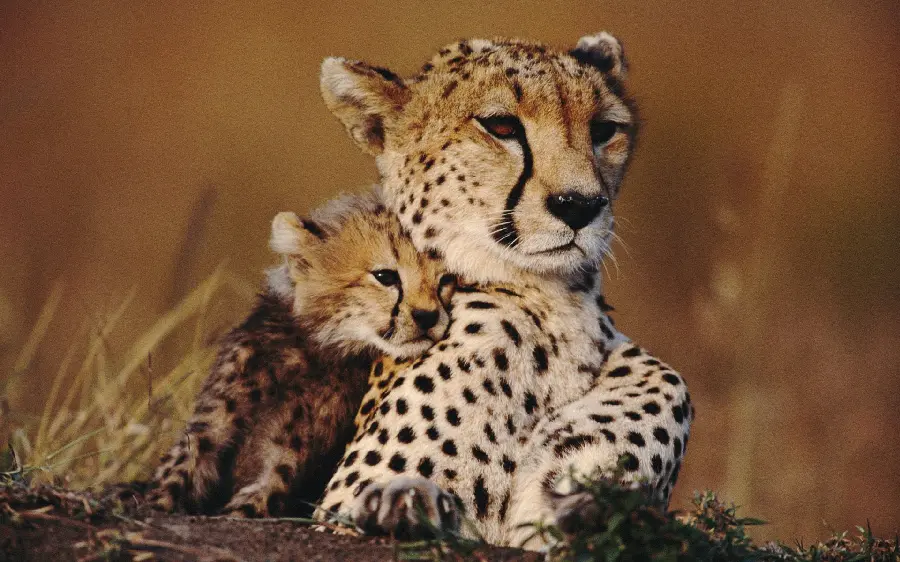Picture of a small cheetah family left in the wild