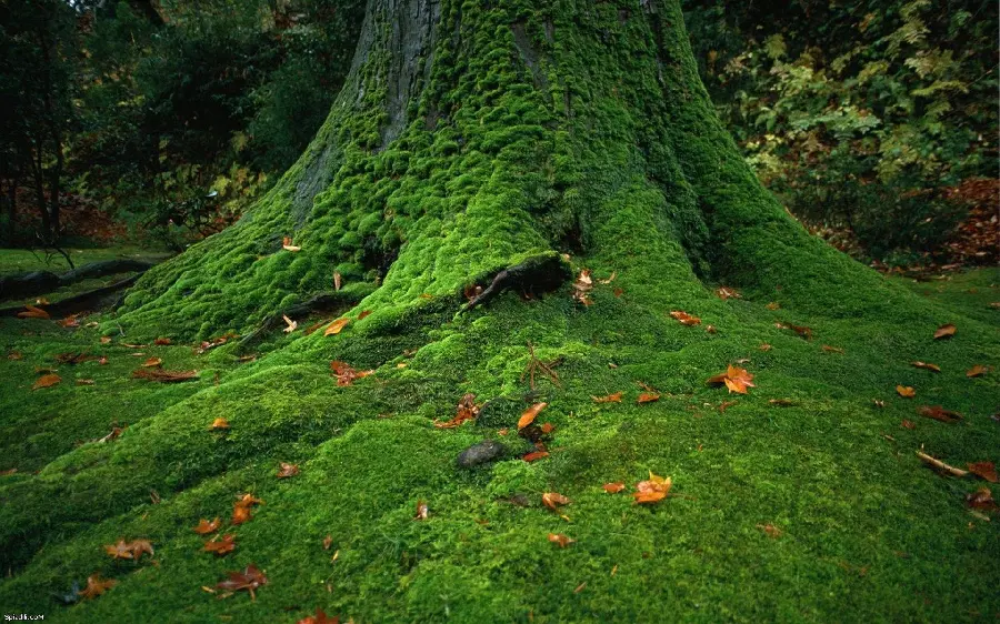 Pleasant background photo of a large old tree trunk covered with green forest moss