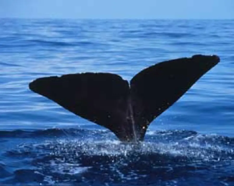 Wallpaper of whales moving to greater depths in warm and temperate waters