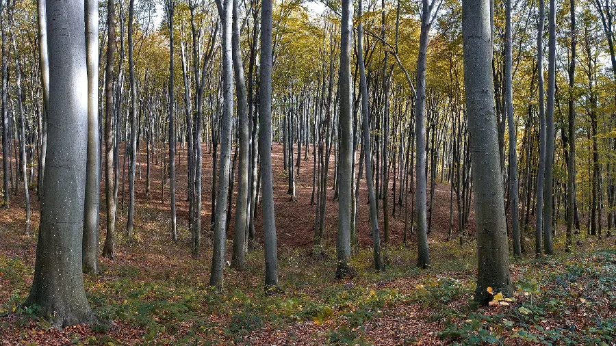 Stock of fine art photography with tall trees in the forest