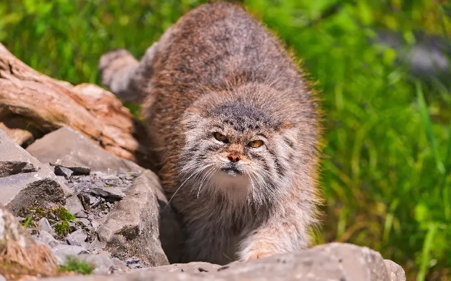 Download a photo of a furry and strange local forest cat 
