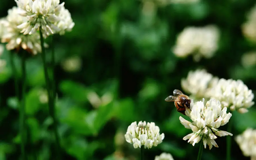 Photo taken of white flowers suitable for background Monitors in public places 