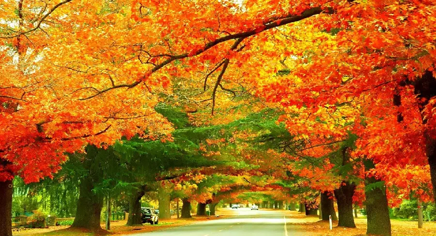 The most colorful background of memories of sad days of longing and distance in a romantic and romantic autumn forest