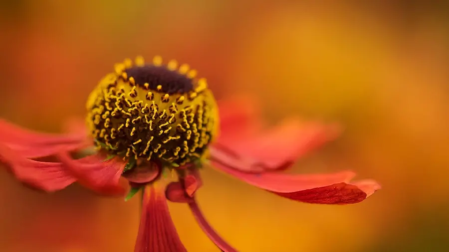 Beautiful HD flower wallpaper from a close-up in orange color 